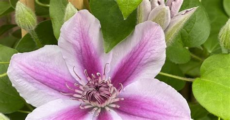 clematis triomphe